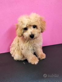 Maltipoo italiani cuccioli prima generazione
