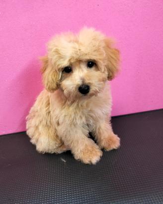 Maltipoo italiani cuccioli prima generazione