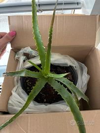 Piantina di aloe arborescens
