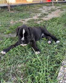 Boxer cuccioli