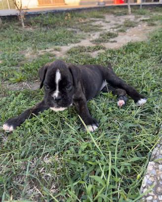 Boxer cuccioli