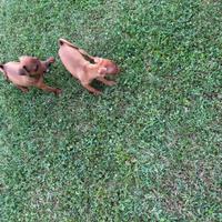 Cuccioli di Pinscher colore rosso cervo fulvo