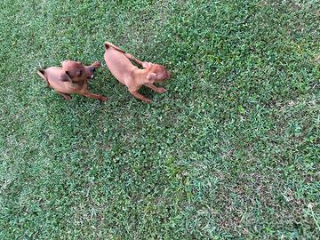 Cuccioli di Pinscher colore rosso cervo fulvo