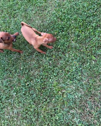 Cuccioli di Pinscher colore rosso cervo fulvo