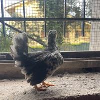 Galline e galletti mini