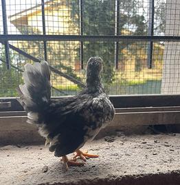 Galline e galletti mini