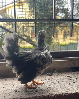 Galline e galletti mini