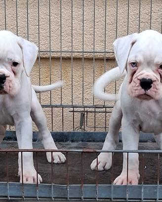 Boxer cuccioli