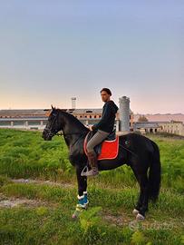 Cavallo murgese