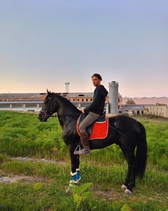 Cavallo murgese