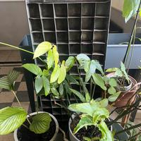 Arredo: formina metallo pasticceria anni Trenta