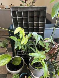 Arredo: formina metallo pasticceria anni Trenta