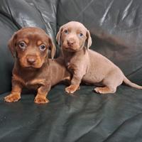 Bassotti Nani maschi