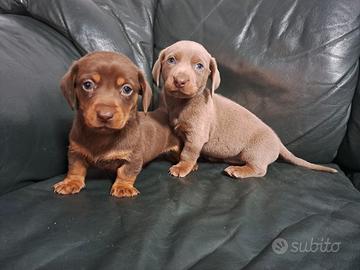 Bassotti Nani maschi