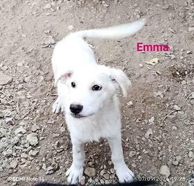 Cane cucciola in adozione