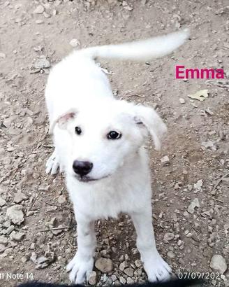 Cane cucciola in adozione
