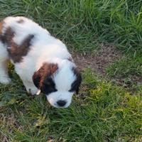 Cuccioli di san Bernardo