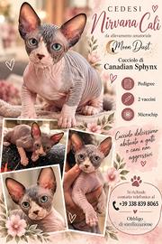 cucciolo di Canadian sphynx 
