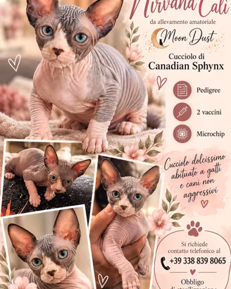 cucciolo di Canadian sphynx 