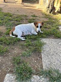 Jack Russell cuccioli