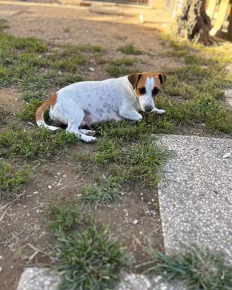 Jack Russell cuccioli