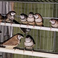 Diamanti di Bichenow