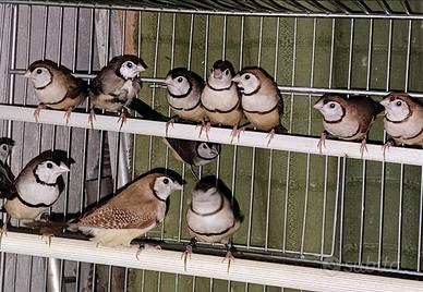 Diamanti di Bichenow