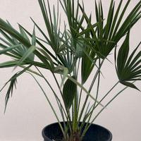 Palma 🌴  ( chamaerops humilis ) di San pietro