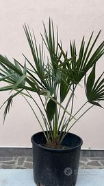 Palma 🌴  ( chamaerops humilis ) di San pietro