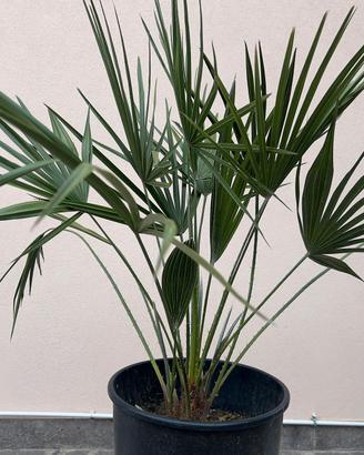Palma 🌴  € 6,00 ( chamaerops h.) di San pietro