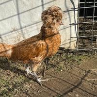 Coppia di polli ornamentali-razza ciuffata
