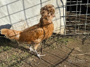 Coppia di polli ornamentali-razza ciuffata