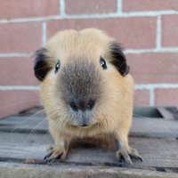Cavia porcellino d'india maschio California
