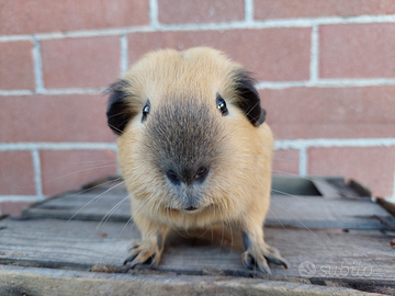 Cavia porcellino d'india maschio California