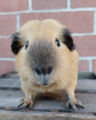 Cavia porcellino d'india California