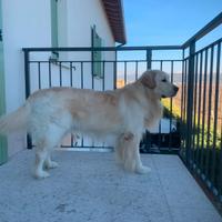 Golden Retriever con pedigree per Monta