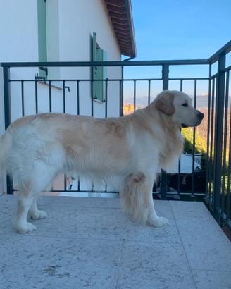 Golden Retriever con pedigree per Monta
