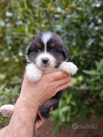 Cuccioli di pastore australiano