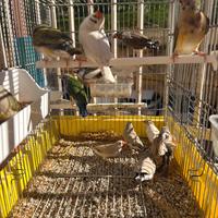 Diamanti mandarini e diamanti di gould