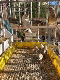 Diamanti mandarini e diamanti di gould