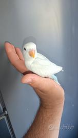 Pappagalli