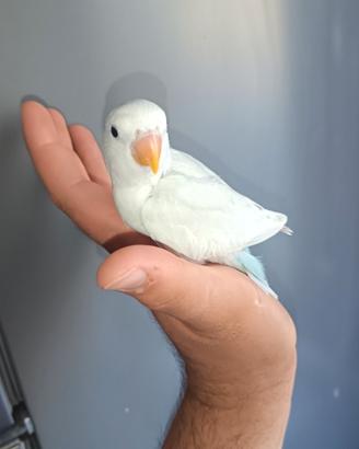 Pappagalli
