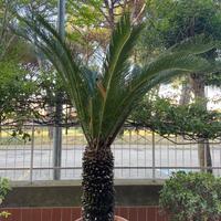 Cycas adulta in vaso – Tronco 96 cm circonferenza