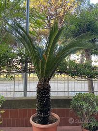 Cycas adulta in vaso – Tronco 96 cm circonferenza