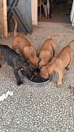 Ultima cucciola boxer Charlotte