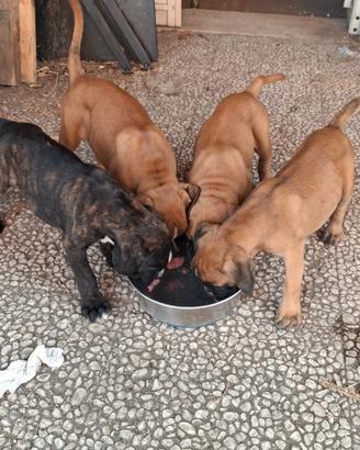 Ultima cucciola boxer Charlotte