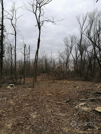 Terreno agricolo / boschivo