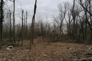 Terreno agricolo / boschivo