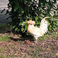 Galline Padovane coppia