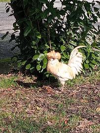 Galline Padovane coppia